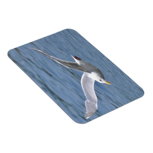 Zeemeeuw Ruwen over water Magneet (Rechterzijde)