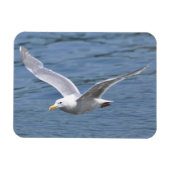 Zeemeeuw Ruwen over water Magneet (Horizontaal)