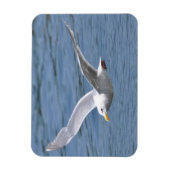 Zeemeeuw Ruwen over water Magneet (Verticaal)