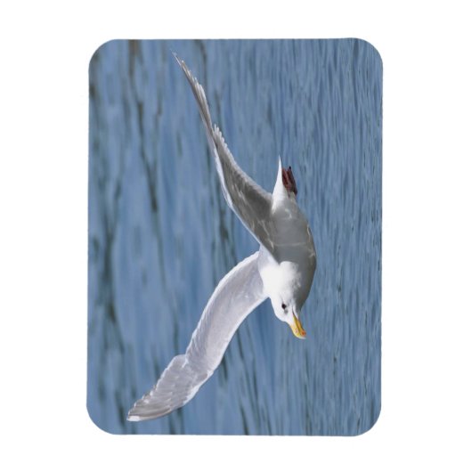 Zeemeeuw Ruwen over water Magneet (Verticaal)