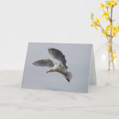 zeemeeuw tijdens de vlucht alki vandaag kaart (Gele Bloem)