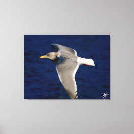 Zeemeeuw tijdens de vlucht in Mutiny Bay Canvas Afdruk