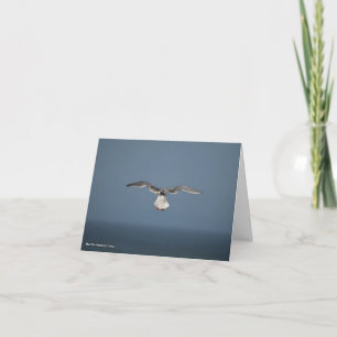 Zeemeeuw verlaat Kaart