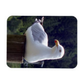 Zeemeeuw Verticale Flexibele Fotomagneet Magneet (Horizontaal)