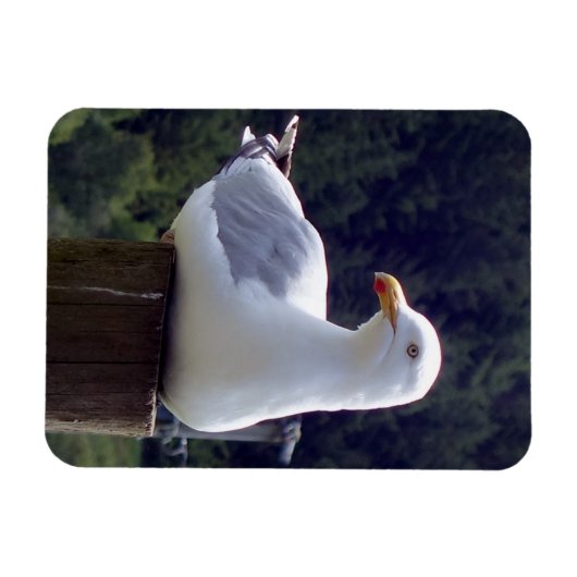 Zeemeeuw Verticale Flexibele Fotomagneet Magneet (Horizontaal)