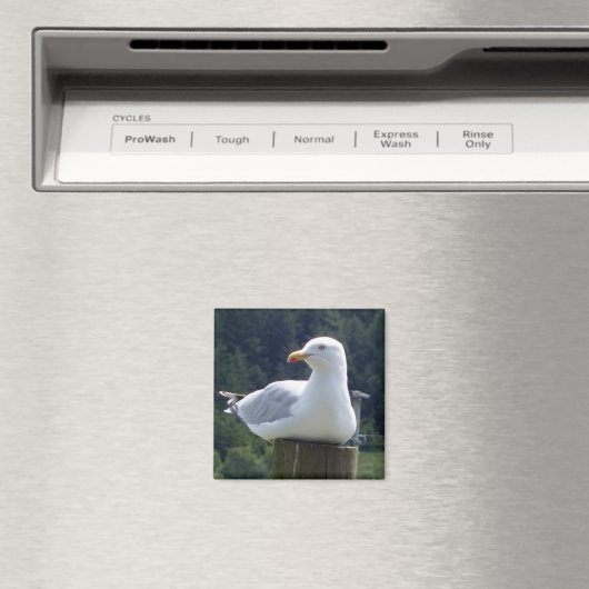 Zeemeeuw vierkante magneet (Insitu (Vaatwasser))