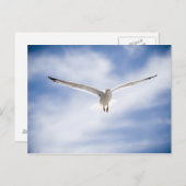 Zeemeeuw vliegen, Marokko Briefkaart (Voorkant / Achterkant)