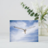 Zeemeeuw vliegen, Marokko Briefkaart (Staand voorkant)