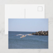 zeemeeuw vliegend Briefkaart (Voorkant / Achterkant)