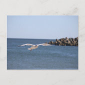 zeemeeuw vliegend Briefkaart (Voorkant)