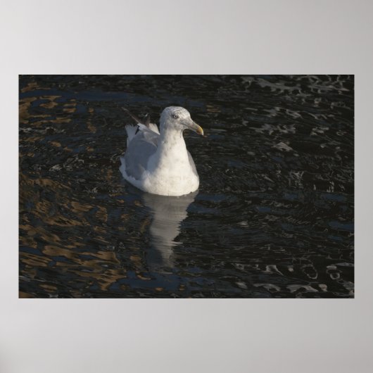 Zeemeeuw Zwemmen fine art print (Voorkant)