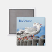 Zeemeeuwen aan het Bodenmeer Magneet (Voorkant / Achterkant)