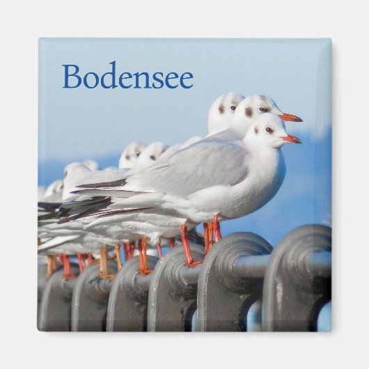 Zeemeeuwen aan het Bodenmeer Magneet (Voorkant)