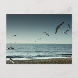 Zeemeeuwen Brighton Briefkaart