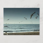 Zeemeeuwen Brighton Briefkaart (Voorkant)