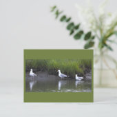 Zeemeeuwen Foto Ansichtkaart Briefkaart (Staand voorkant)