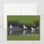 Zeemeeuwen Foto Ansichtkaart Briefkaart (Voorkant / Achterkant)