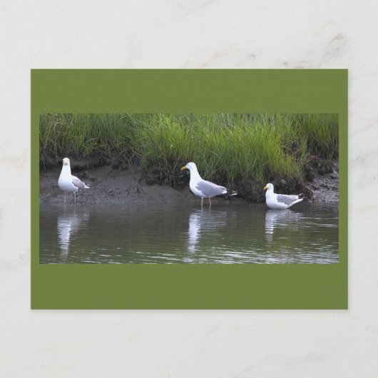 Zeemeeuwen Foto Ansichtkaart Briefkaart (Voorkant)