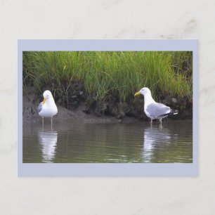 Zeemeeuwen Foto Ansichtkaart Briefkaart