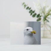 Zeemeeuwen hebben ook liefde nodig briefkaart (Staand voorkant)