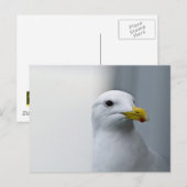 Zeemeeuwen hebben ook liefde nodig briefkaart (Voorkant / Achterkant)