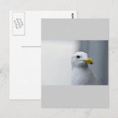 Zeemeeuwen hebben ook liefde nodig briefkaart (Voorkant / Achterkant)