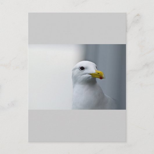 Zeemeeuwen hebben ook liefde nodig briefkaart (Voorkant)