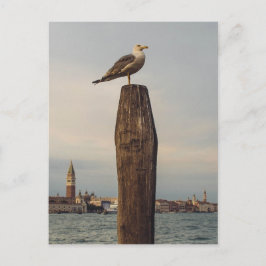 Zeemeeuwen in Italië Venetië Briefkaart