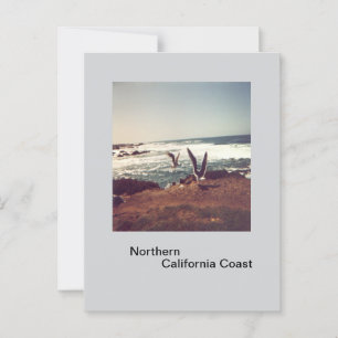 Zeemeeuwen op het Californische Briefkaart Coast
