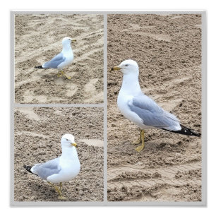Zeemeeuwen op het strand foto afdruk