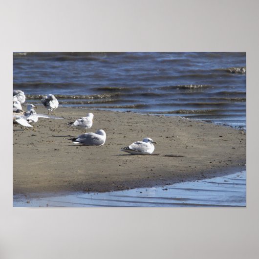 Zeemeeuwen op het strand Poster (Voorkant)