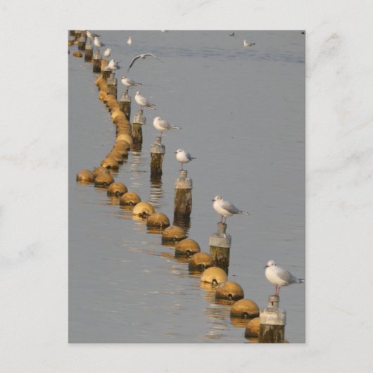 Zeemeeuwen op Polen DIY Briefkaart (Voorkant)