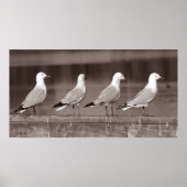 Zeemeeuwen op rij poster (Voorkant)
