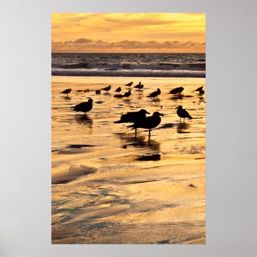 Zeemeeuwen op strand bij zonsondergang poster (Voorkant)