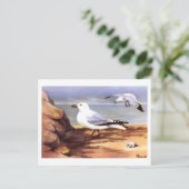  Zeemeeuwen Ornithologie print R E Todhunter Briefkaart (Staand voorkant)