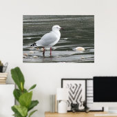 Zeemuizen en schelpen in het Zee Poster (Thuiskantoor)