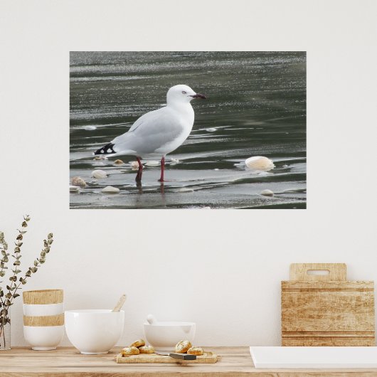 Zeemuizen en schelpen in het Zee Poster (Keuken)