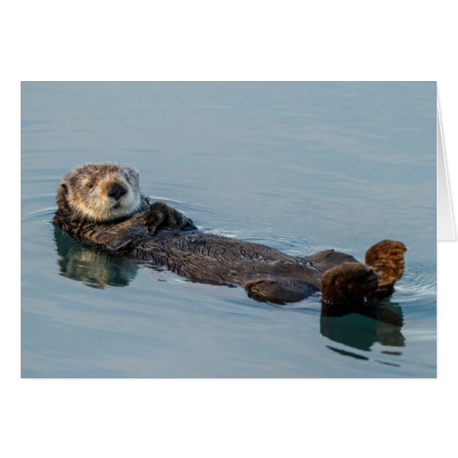 Zeeotter drijft op rug in oceaan (Voorkant Horizontaal)