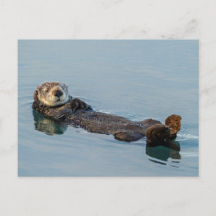 Zeeotter drijft op rug in oceaan briefkaart