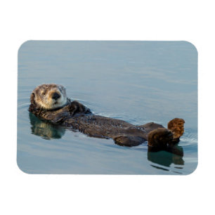 Zeeotter drijft op rug in oceaan magneet