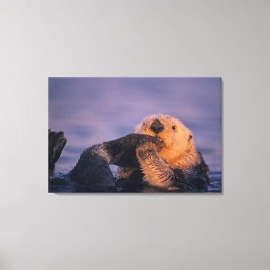 Zeeotter, Enhydra lutris Canvas Afdruk (Voorkant)