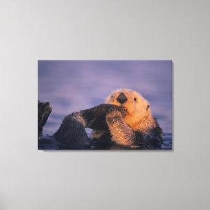 Zeeotter, Enhydra lutris Canvas Afdruk