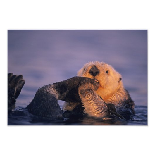 Zeeotter, Enhydra lutris Foto Afdruk (Voorkant)
