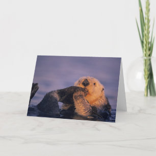 Zeeotter, Enhydra lutris Kaart