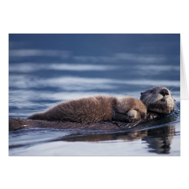 zeeotter, Enhydra lutris lutris (Voorkant Horizontaal)