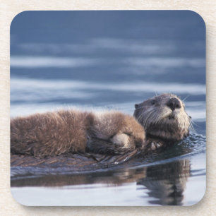zeeotter, Enhydra lutris lutris Bier Onderzetter