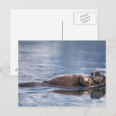 zeeotter, Enhydra lutris lutris Briefkaart (Voorkant / Achterkant)
