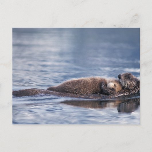 zeeotter, Enhydra lutris lutris Briefkaart (Voorkant)