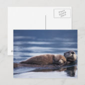 zeeotter, Enhydra lutris lutris Briefkaart (Voorkant / Achterkant)