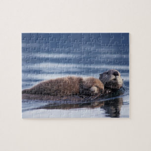 zeeotter, Enhydra lutris lutris Legpuzzel